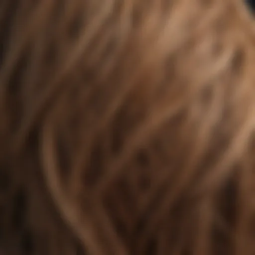 Close-up of damaged hair strands highlighting fried texture
