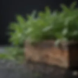 Organic Herb Extracts for Hair Growth