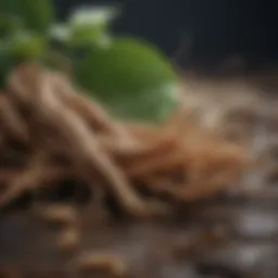 Korean Ginseng Root Extract - Powerhouse of Anti-Aging Benefits