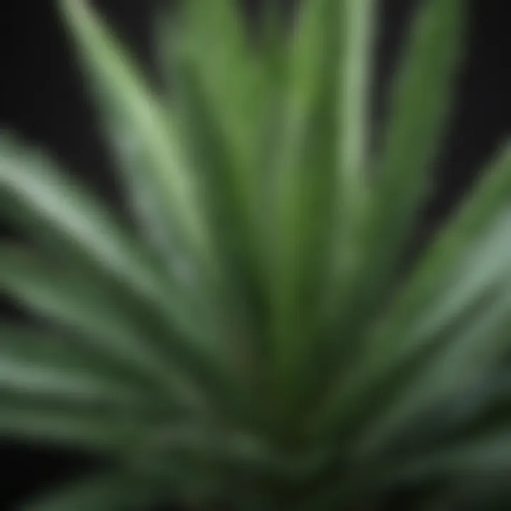 Organic Aloe Vera Plant Leaf