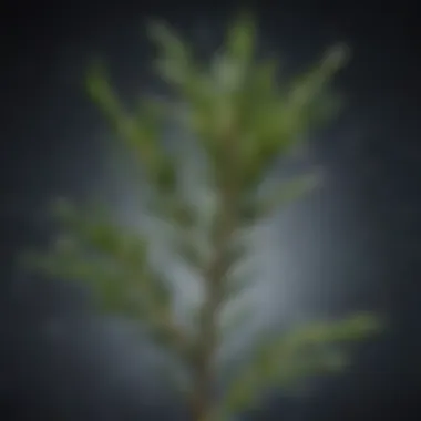 Rosemary sprig with essential oil droplets