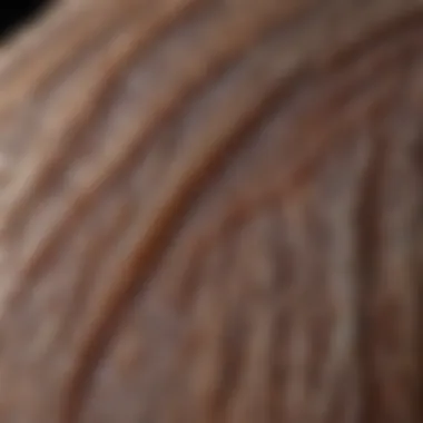 Microscopic View of Hair Follicles Microscopic View of Hair Follicles