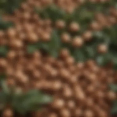 The Source: Argan Nuts and Leaves Natural argan nuts and leaves representing the source of argan oil